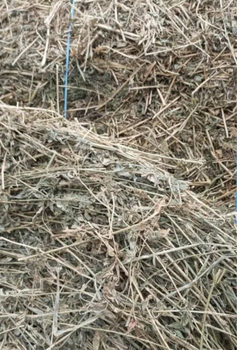 Baloti Fan LUCERNA 25kg