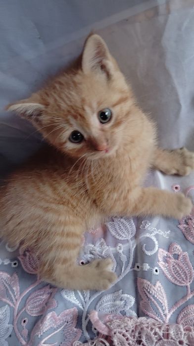 Котенки по 1 месяцу
