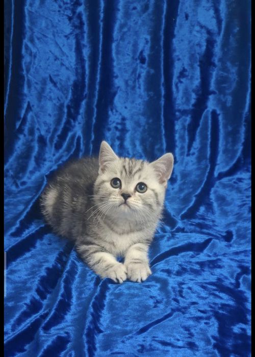 Шотландские котята фолды и страйты