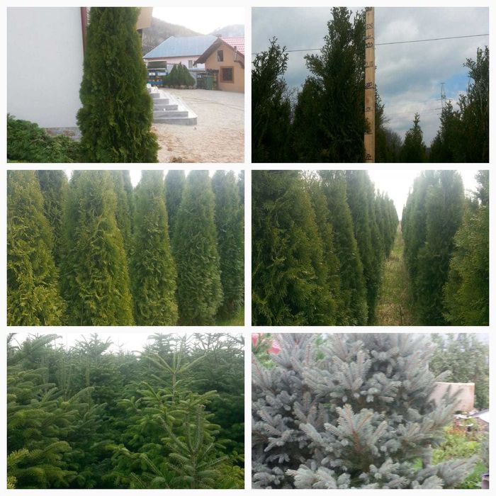 tuia smarald de la 1-3 m cu balot, mesteacăn, tei, platan, brazi