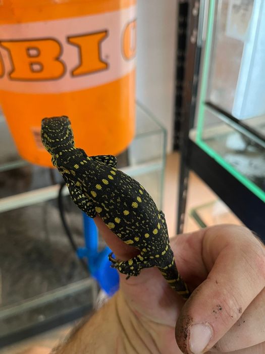 Варан / Varanus ornatus