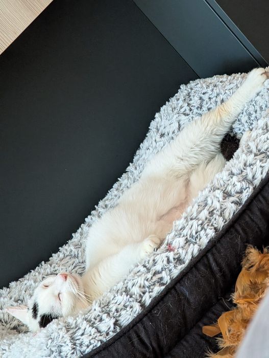 MuNa o miiiinunata pisica pentru adopție