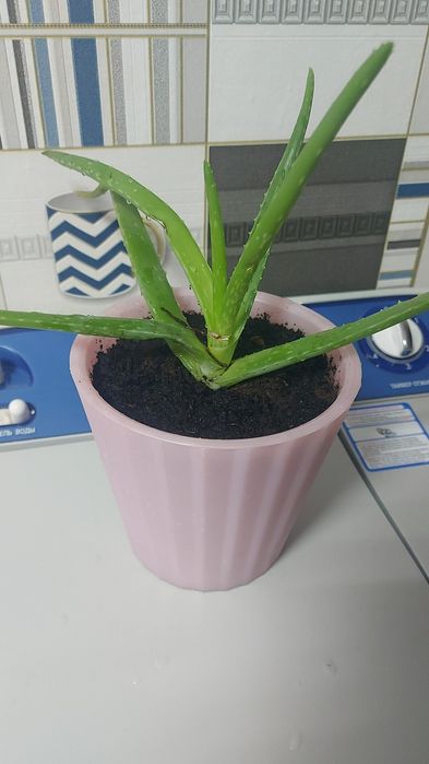 Продам алоэ с горшочком