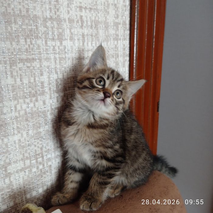 Девочка в добрые руки