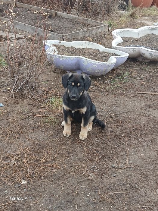 Щеночки ищут себе дом