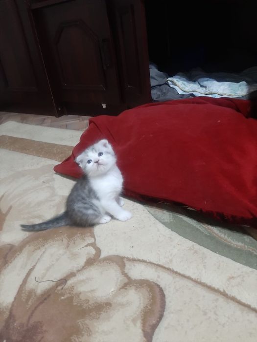Котенок шотланский порода