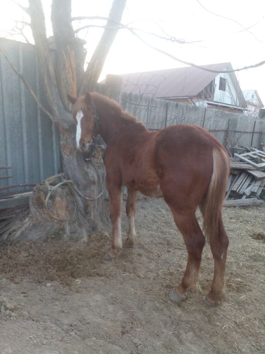 англо тяж кабылка