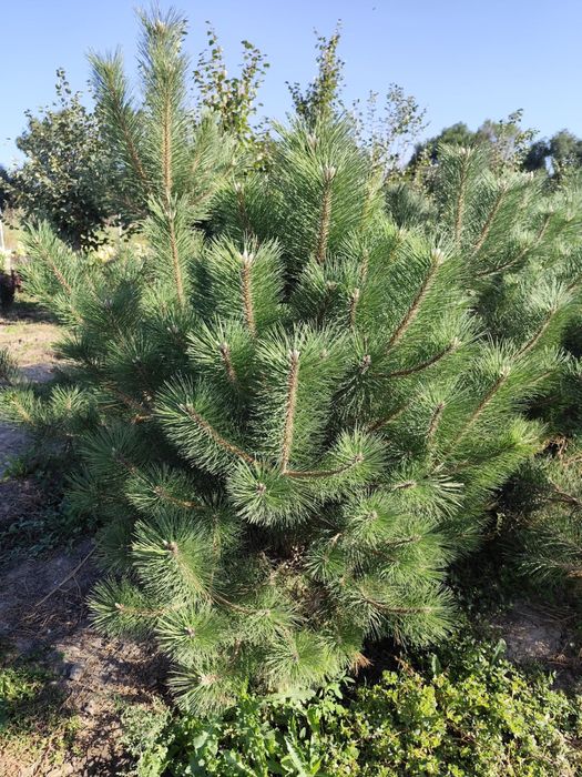 Сосна Крымский. Можжевельник. Сосна Обыкновенный Можжевельник