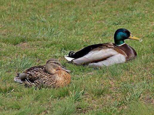 Утки домашние продам