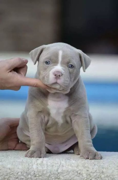 Американский булли детки