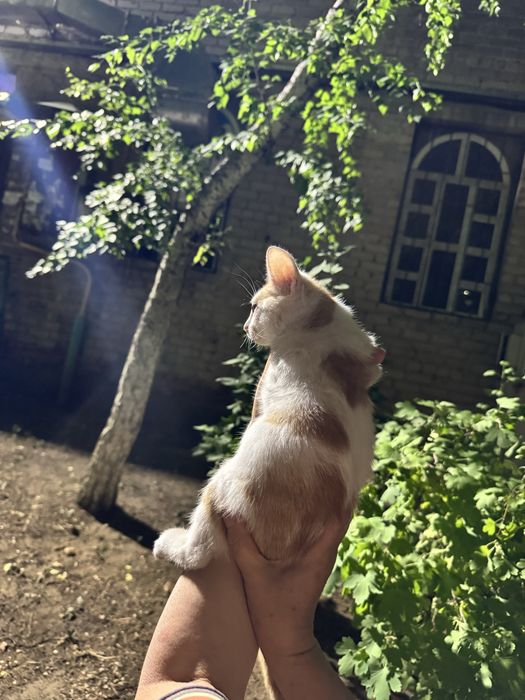 Котенок ищет дом!