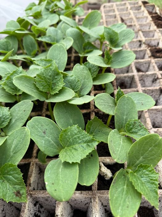 Разсад корнишони  F1