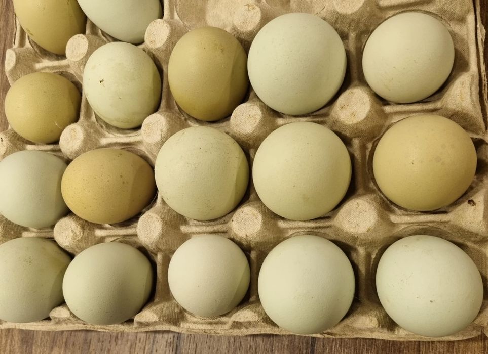 Ouă verzi de găină araucana