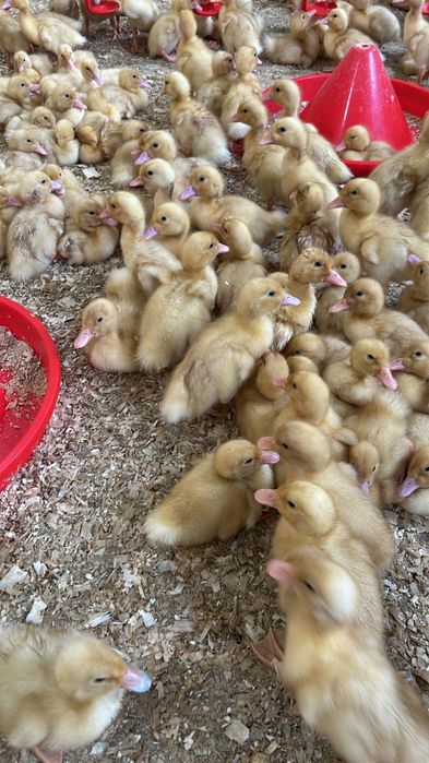 Vand rate pekin pentru carne