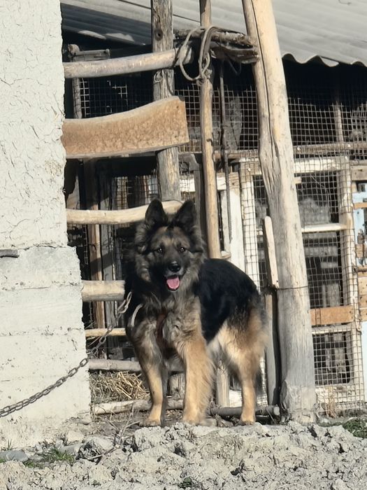 Уч йош ва соглом