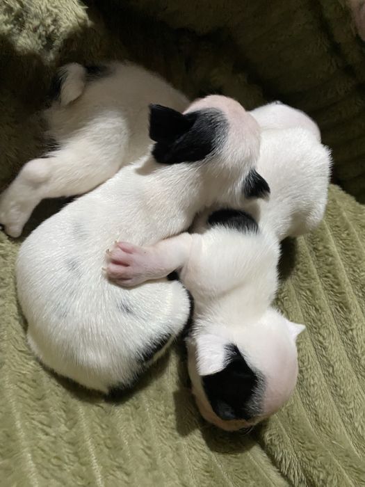 Французкий бульдог