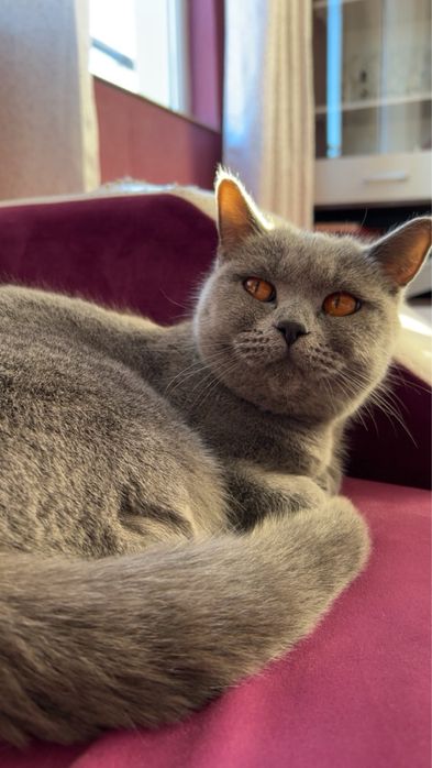 Британска котка. Уникална