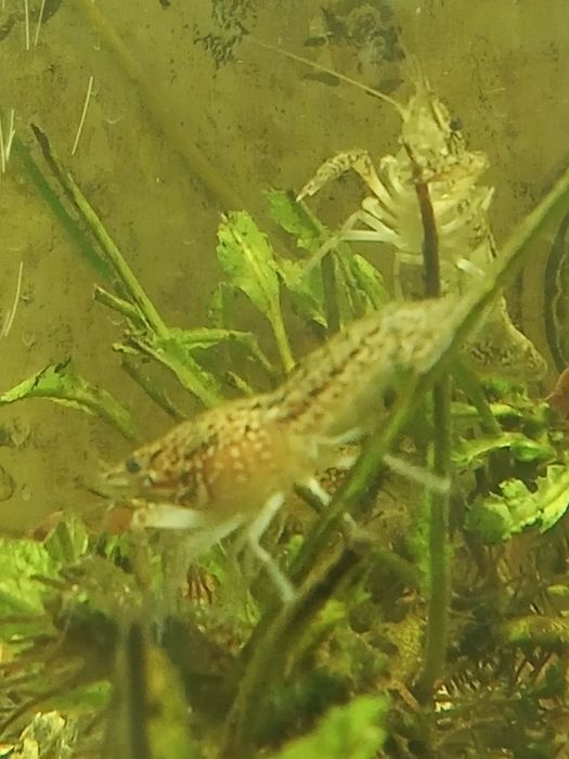 Раки аквариумные