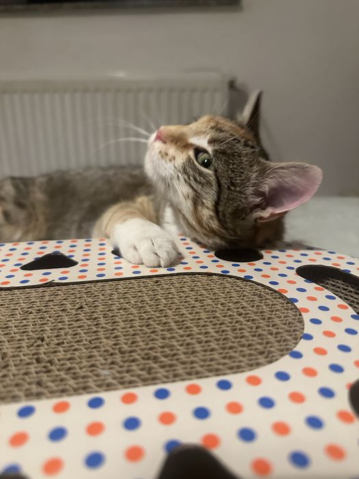 Pisicuta Calico cauta casuta