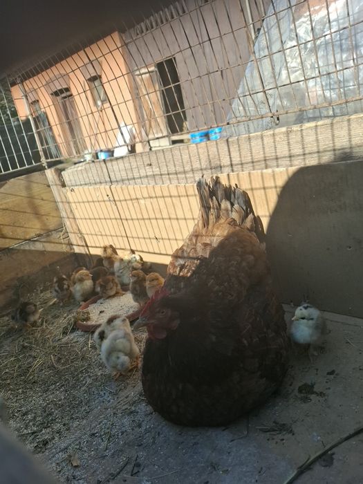 Vând cloșcă cu 19 pui