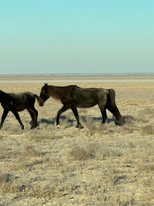 Жылкылар сатылады.