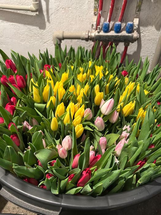 Голланские тюльпаны от 450 тг оптом