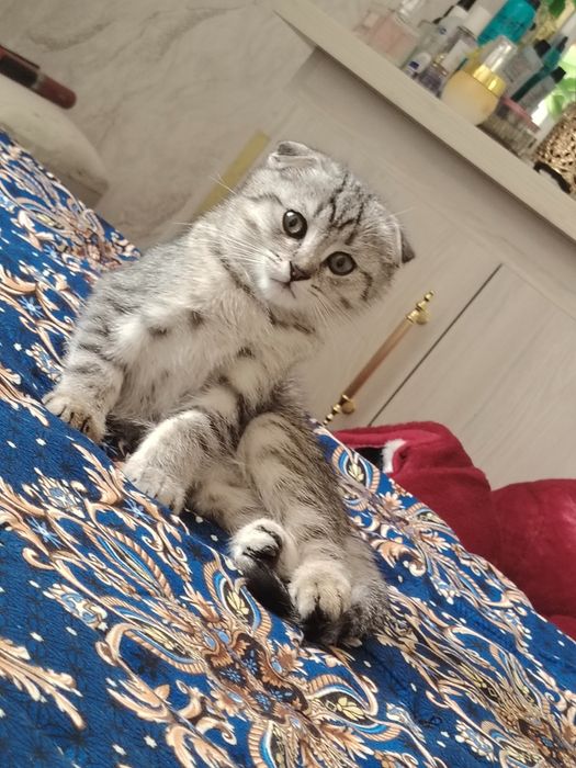 Mushuk sotiladi Skottish foold