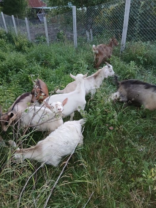 Vând  6 iezi  preț 230lei bucata