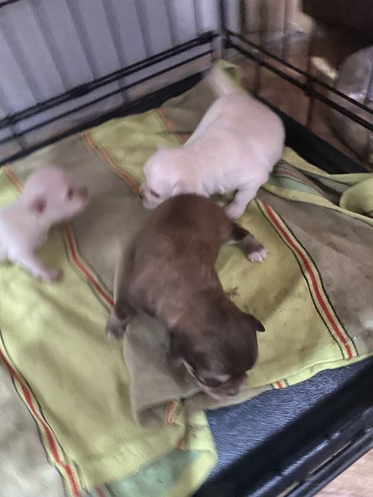 Продаются щенки ЧихуаХуа