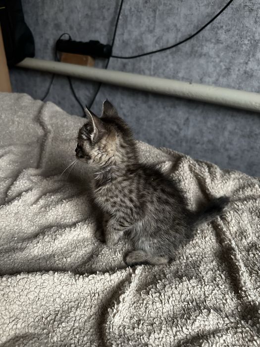 Отдам котенка в добрые руки