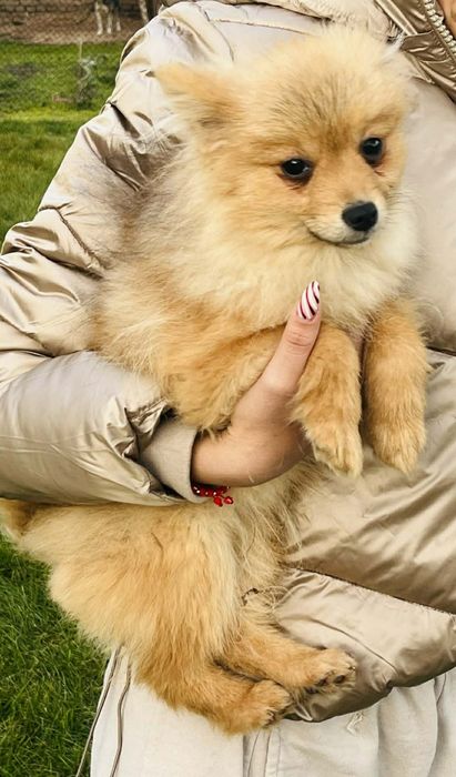 кученце Пумеран 4месеца