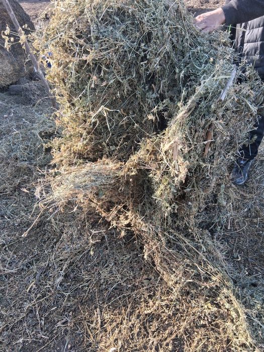 Baloți de lucernă.