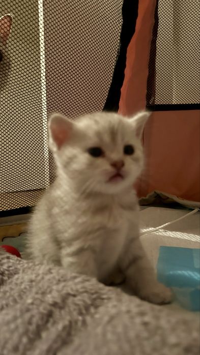 Шотландские котята