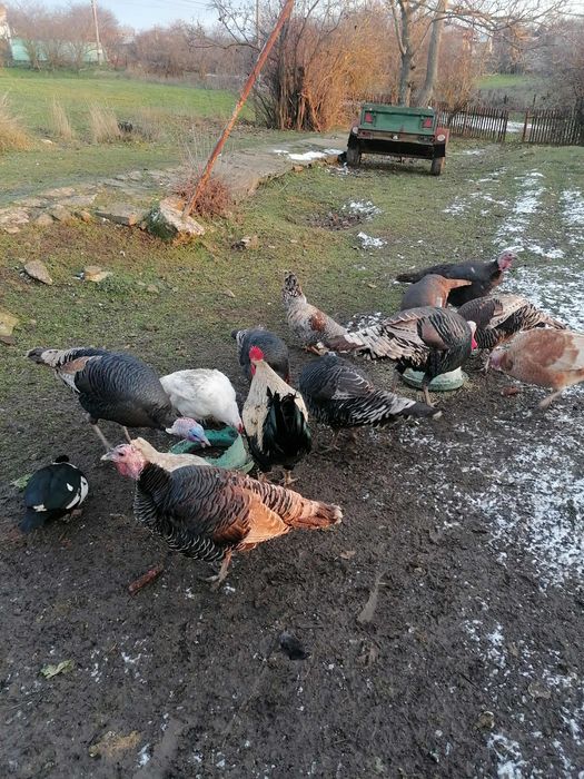 Пуики 40 евро женски 60 мъжки