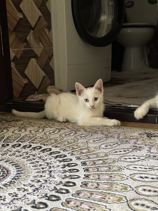Turetskiy angora va bolalari