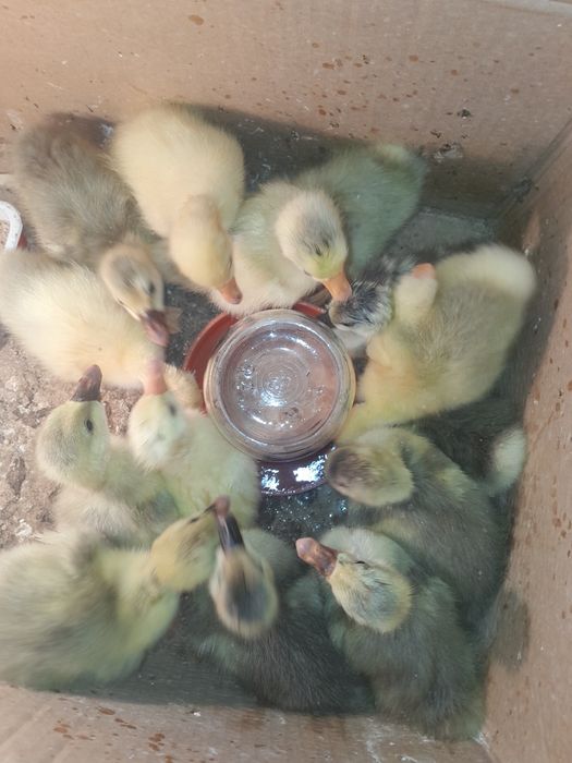 Продам гусят домашних