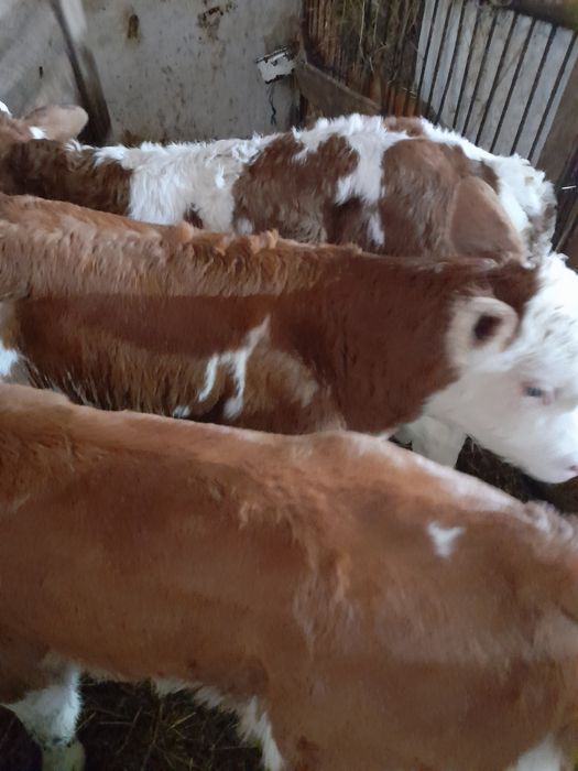 Vând taurasi baltati