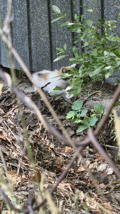 Котята очень красивые