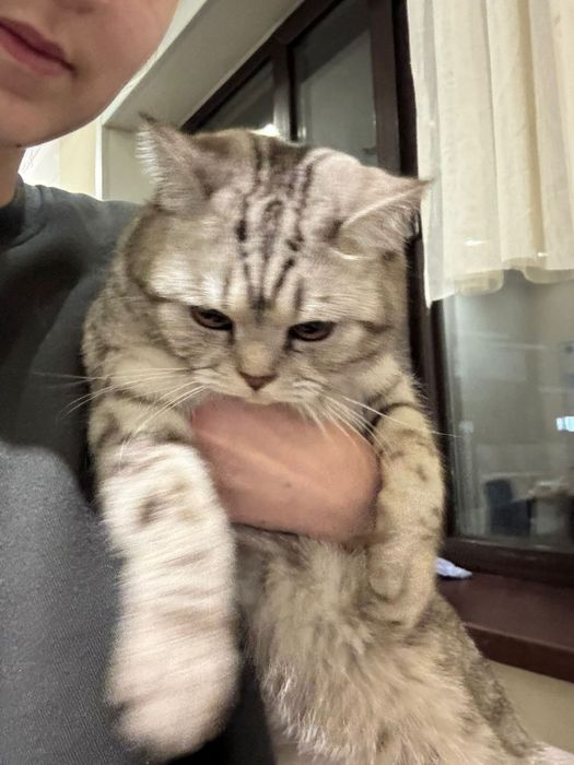 Продам кошечку Шотланская вислаухая