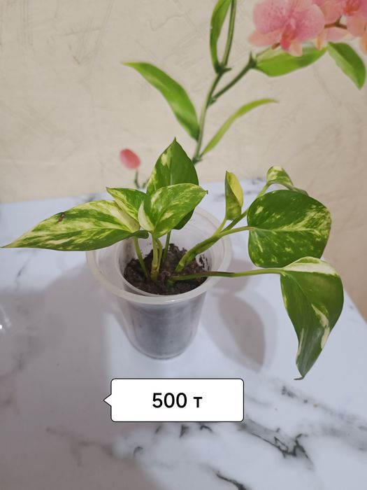 Лейка для цветов