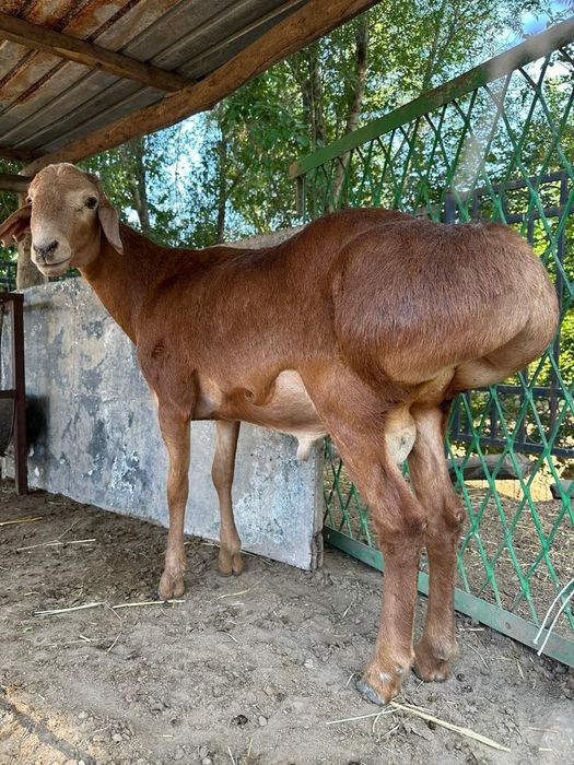 Үнді түкті киска