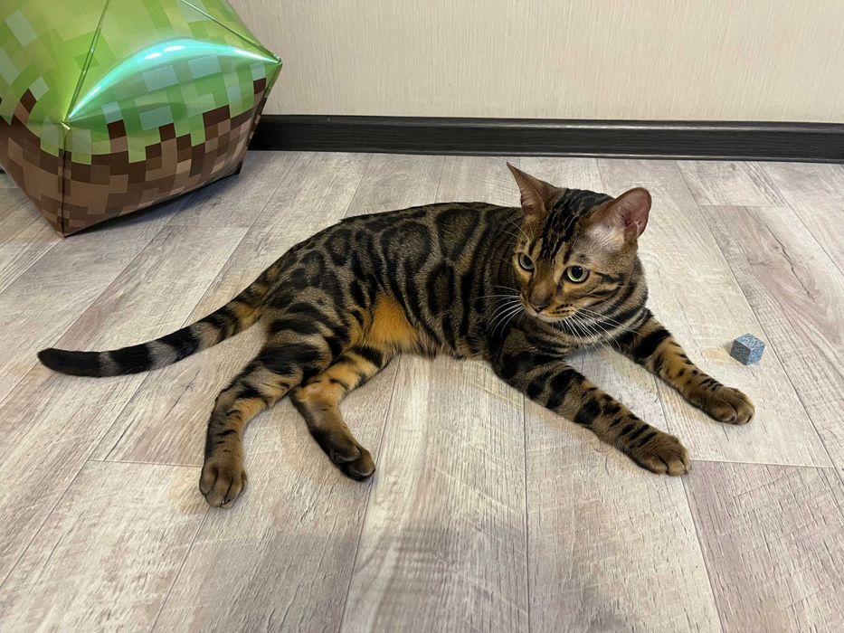 Продам бенгальского кота (окрас N24)