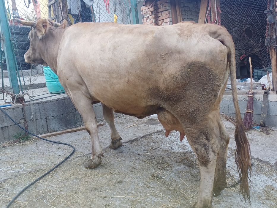 Vând vaca de 7 ani bună da lapte