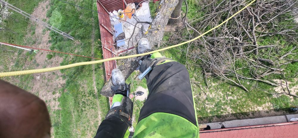 taiere, brazi /plopi /stejari  dificili,  uscat greu accesibili