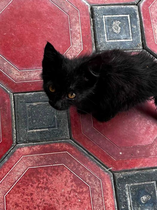 Ищем дом для котенка