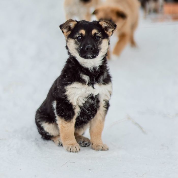 Отдам щенков в добрые руки