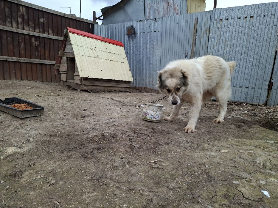 Продам алабая девочка