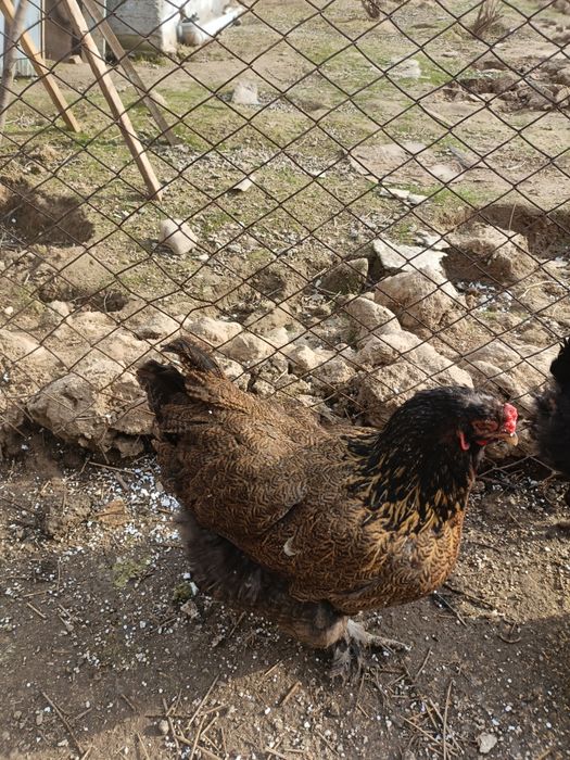 Brama,paduan,dakan,yapon parala sotiladi