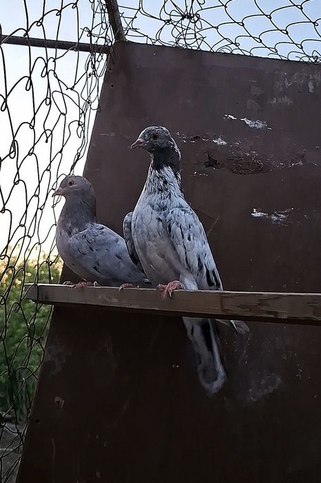 Голуби челкары здоровые