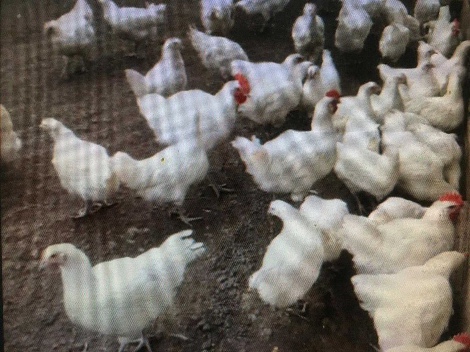 Vand gaini la bresse , puicute si cocosi au 4 luni.